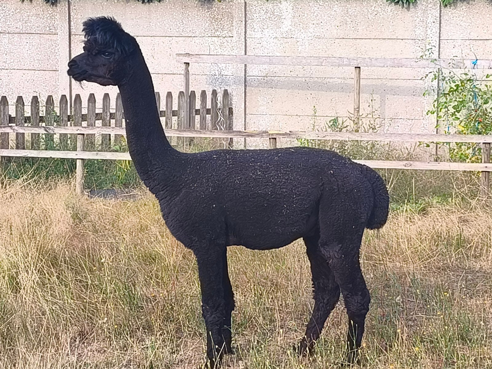 zwarte hengst, Dieren en Toebehoren, Oktober, Mannelijk