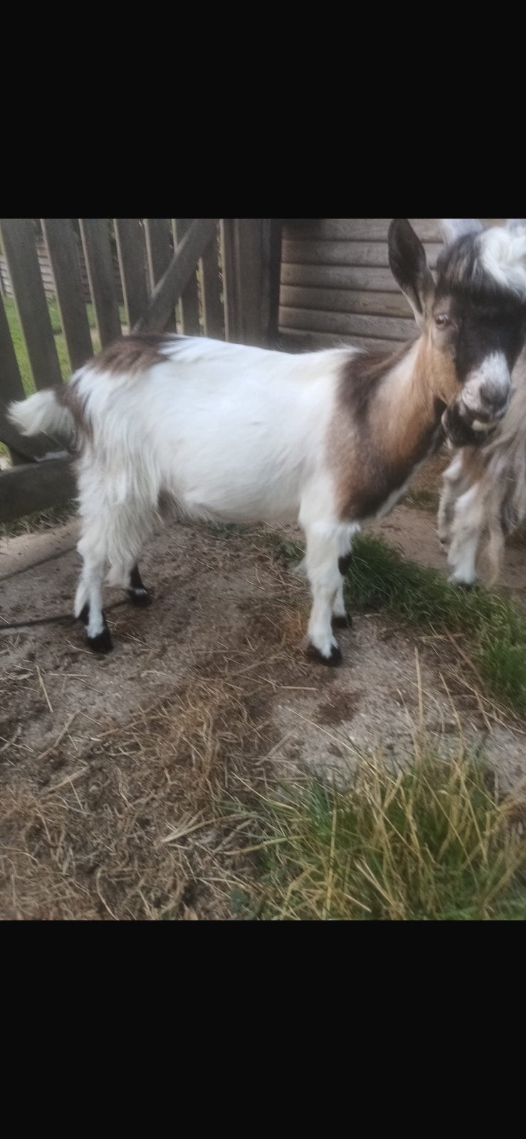 Chèvre flamande, Animaux & Accessoires, Mâle, Chèvre, 0 à 2 ans
