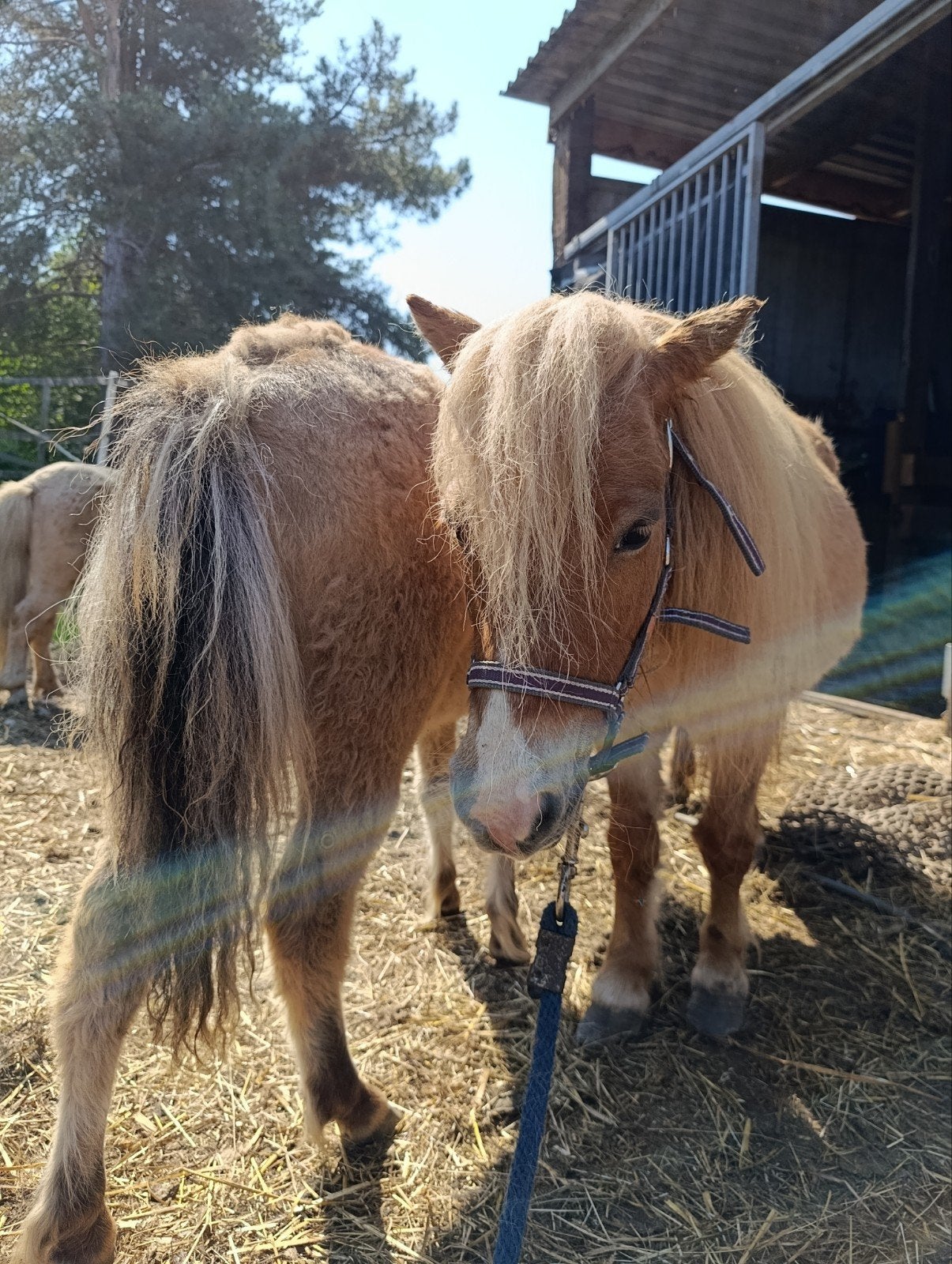 Shetland merrie met merrie veulen, Dieren en Toebehoren, Pony's, Merrie, A pony (tot 1.17m), 0 tot 2 jaar, Met stamboom, Gechipt