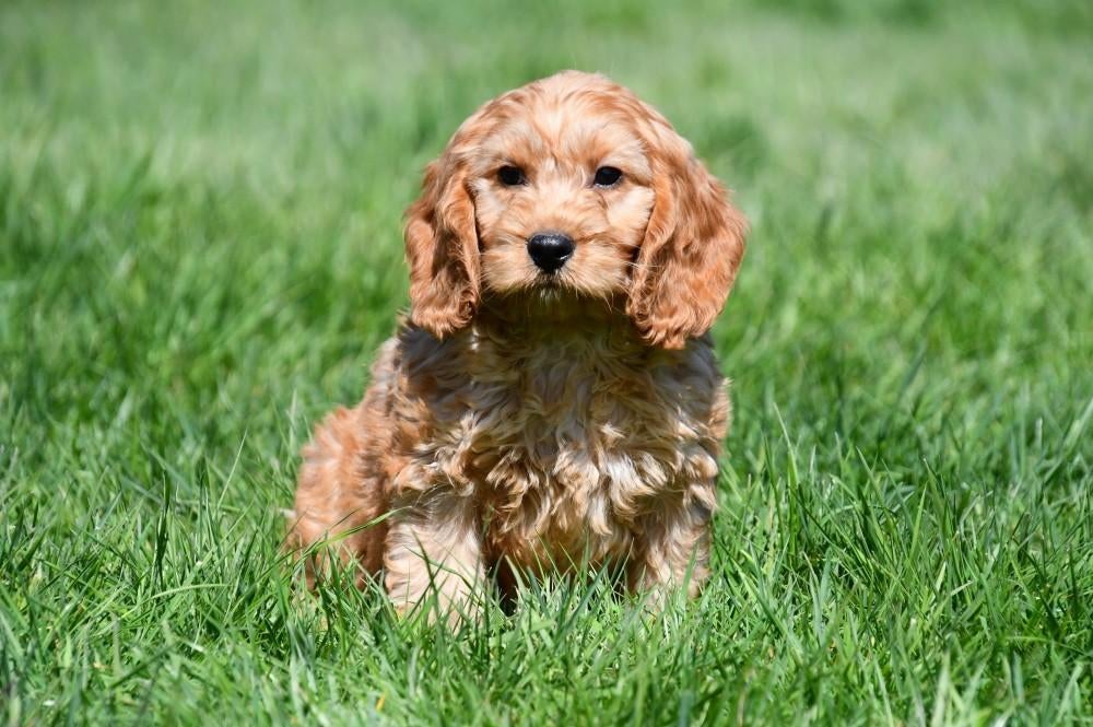 Cockapoo pups te koop, 15 weken tot 1 jaar, Buitenland, Parvo, Meerdere