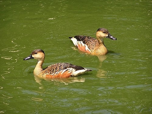 Onverwant koppel wandering, trekkende fluiteend of boomeend, Dieren en Toebehoren, Meerdere dieren, Eend