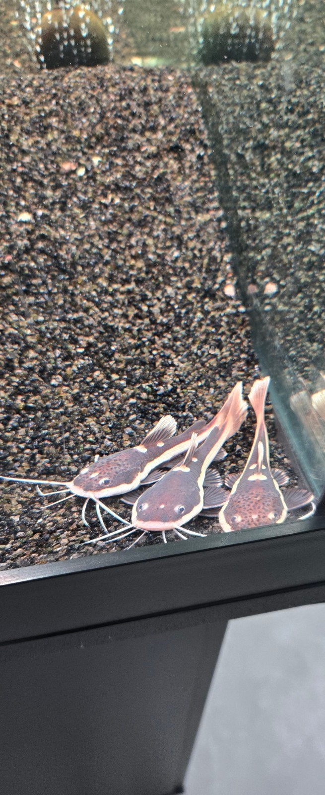 Red tail catfish kleintjes van +- 8cm, Enlèvement