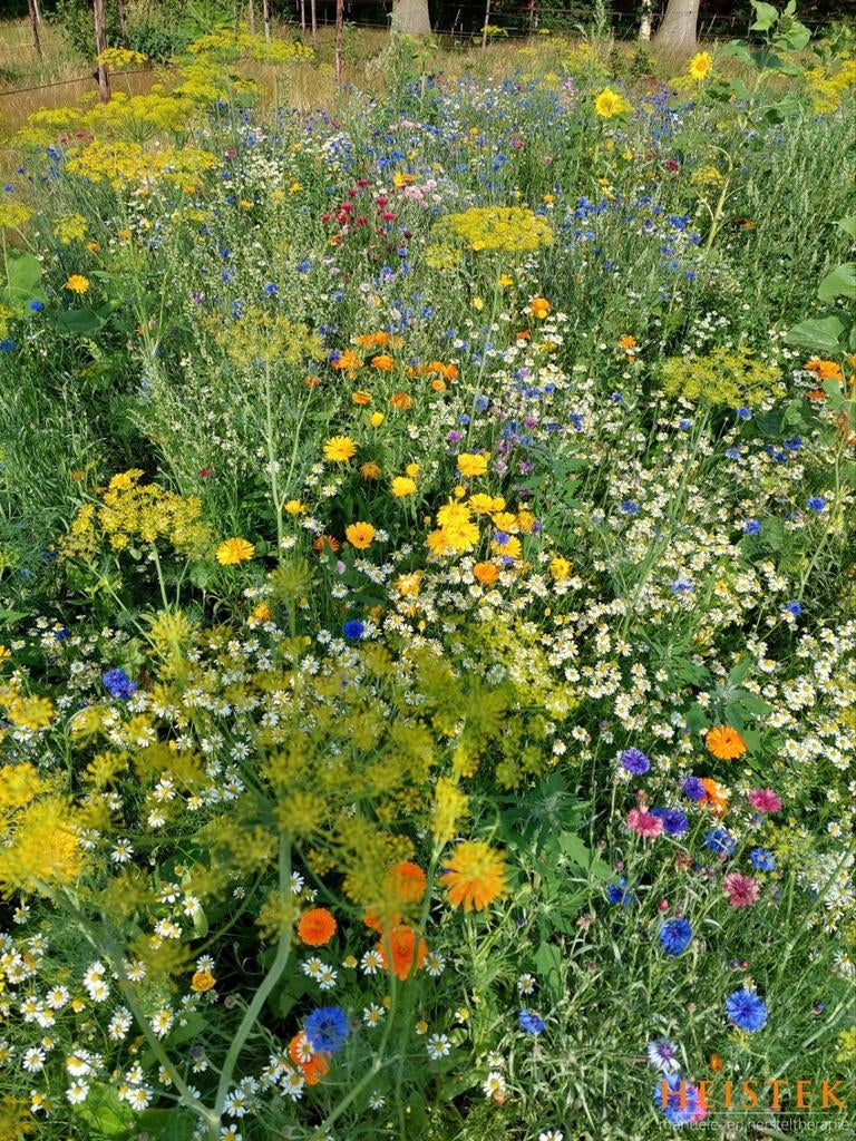 GEZOCHT!! Planten en struiken, heesters en bomen., Ophalen