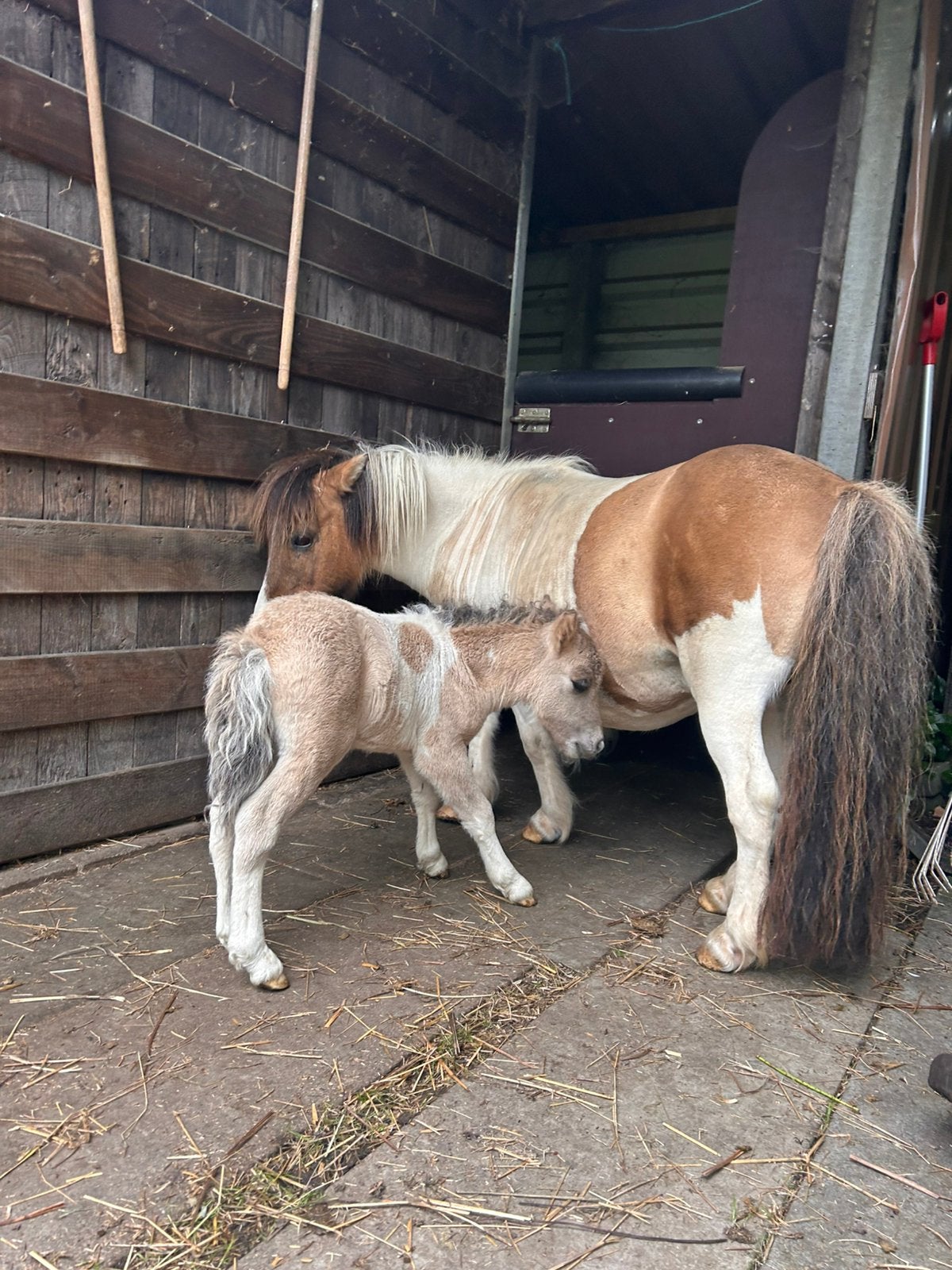 Shetland merrieveulen, Dieren en Toebehoren