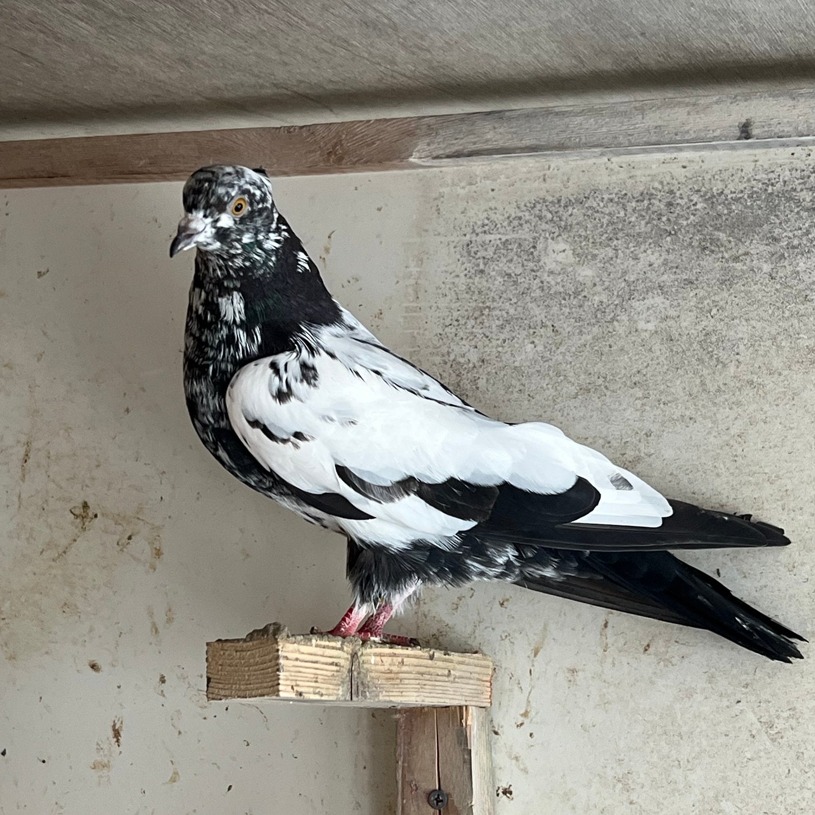 Iraanse duiven, Dieren en Toebehoren