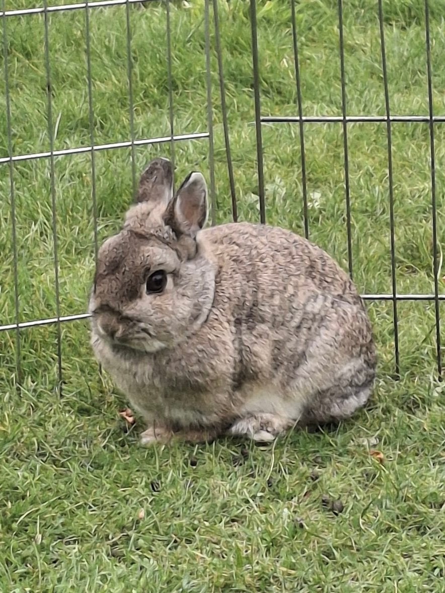 Raszuivere kleurdwerg voedster, Dieren en Toebehoren, Dwerg