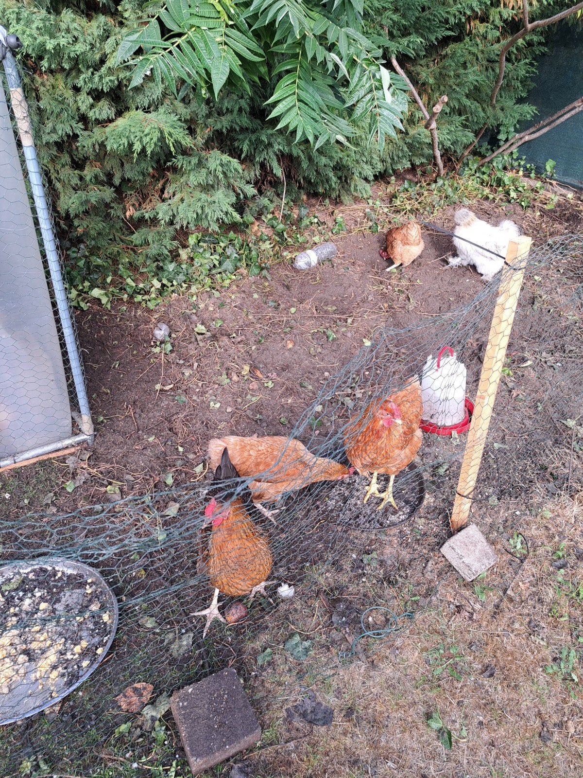 4 hele mooie legkipjes met 1 haan, Dieren en Toebehoren, Vrouwelijk, Kip