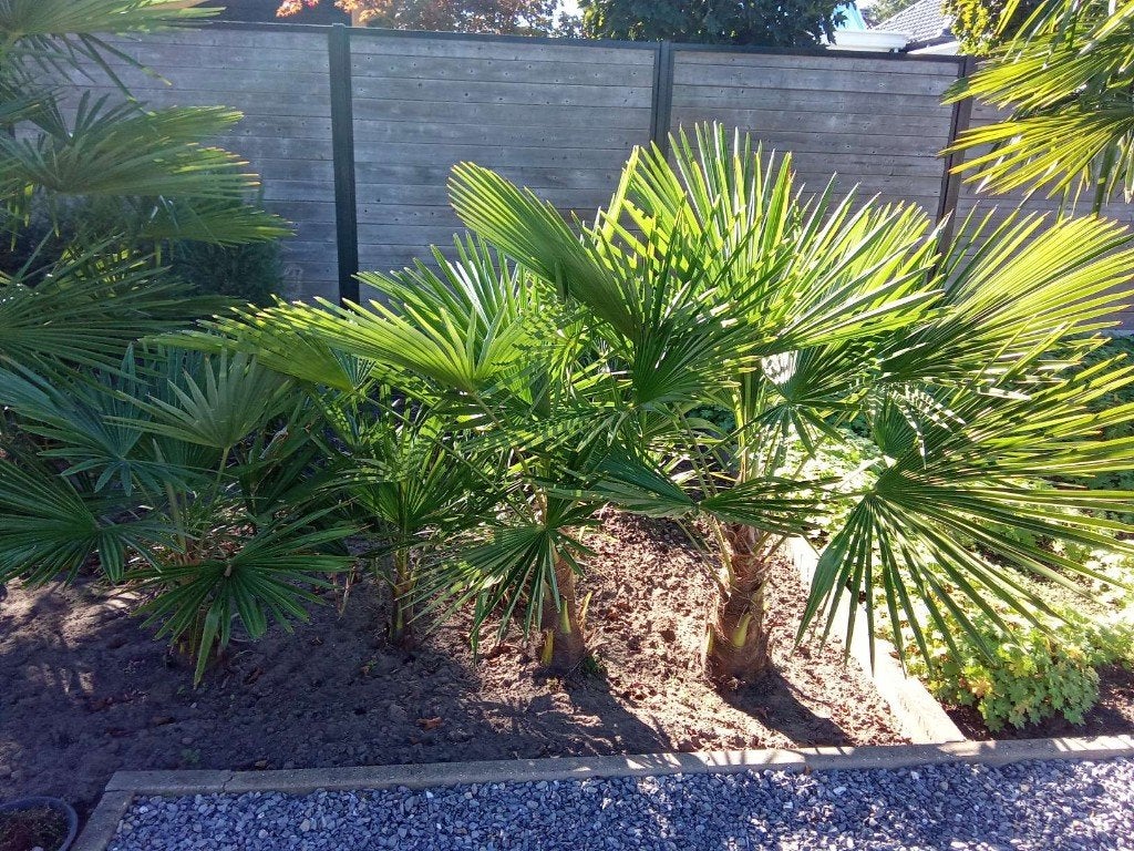 PALMBOMEN 4 STUKS, Ophalen, Volle zon, Palmboom