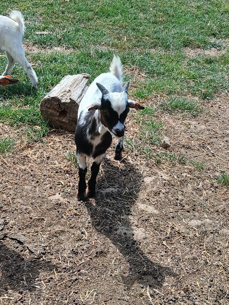 Dwergeitjes, bokjes, Dieren en Toebehoren, Schapen, Geiten en Varkens, Mannelijk, Geit, 0 tot 2 jaar