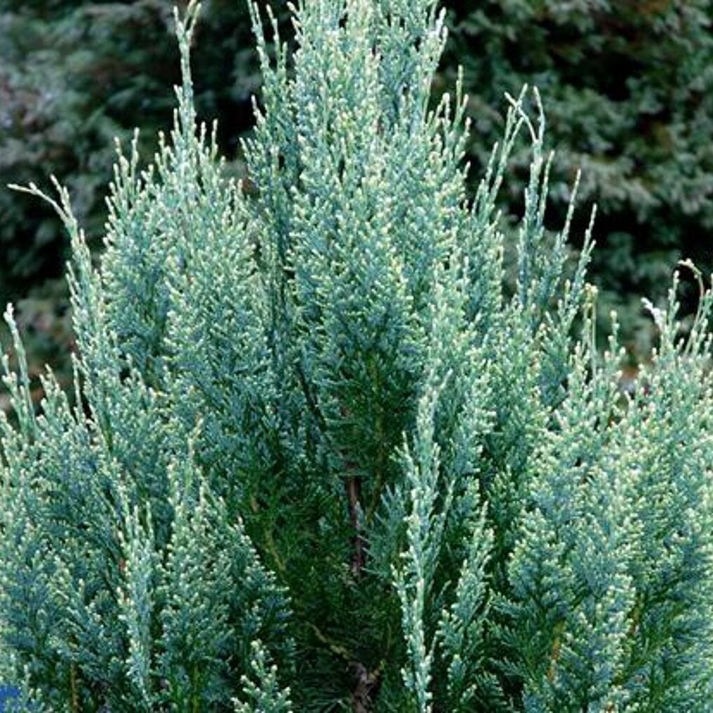 Tuya, Jardin & Terrasse, Plantes | Jardin