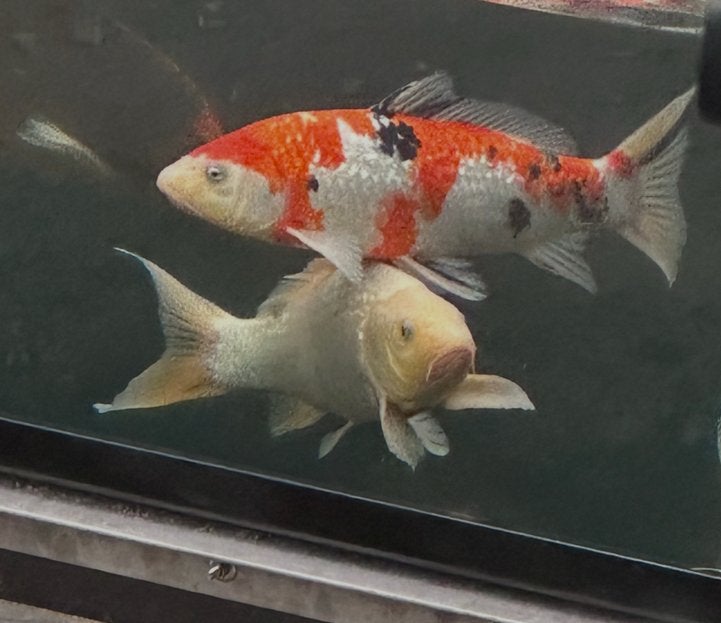 Japanse koi 40 cm Ginrin Sanke en Ginrin Platinum ogon, Animaux & Accessoires, Carpe ou Koï