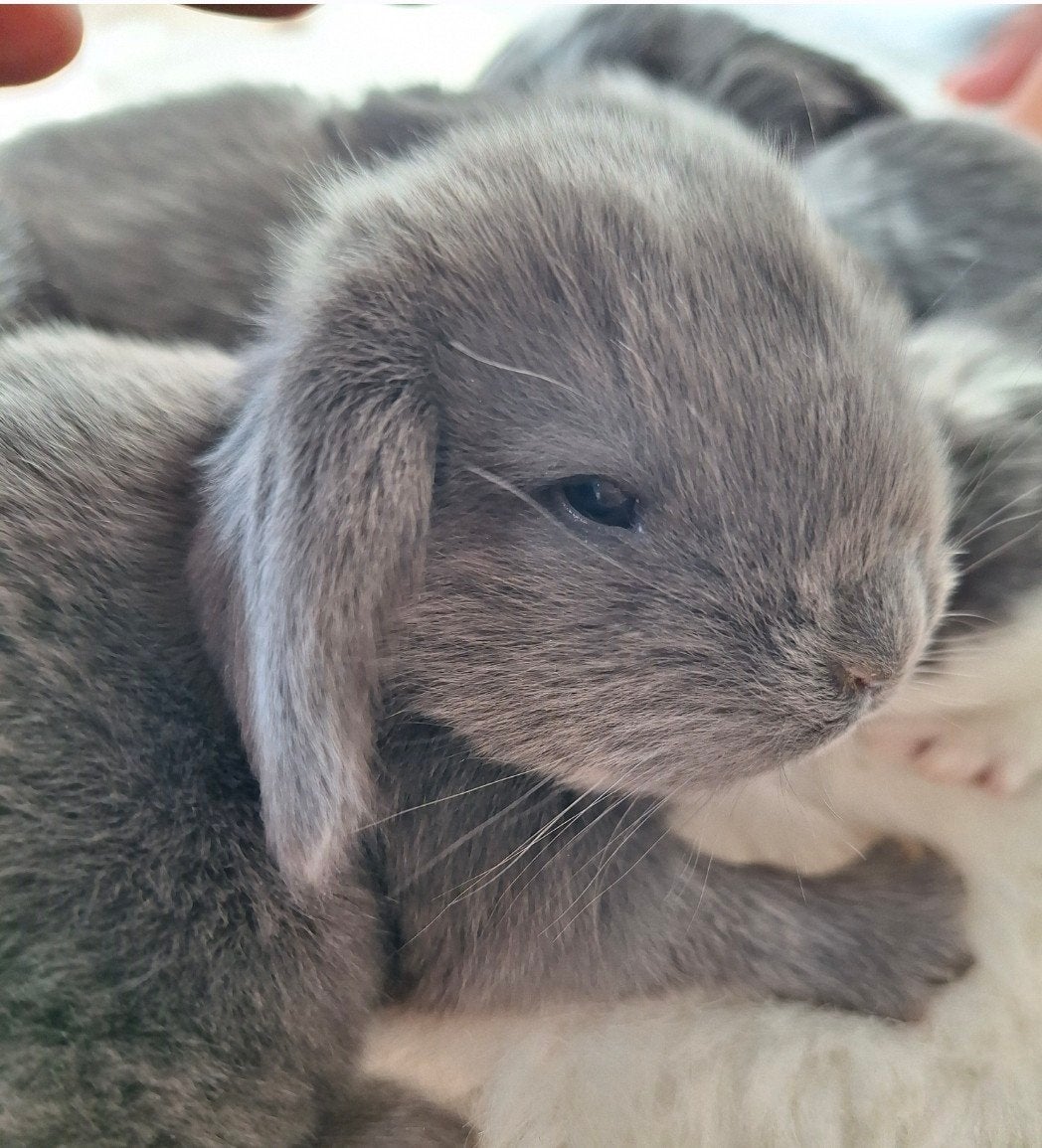 Franse hangoren, Dieren en Toebehoren, Geslacht onbekend, Groot, Hangoor