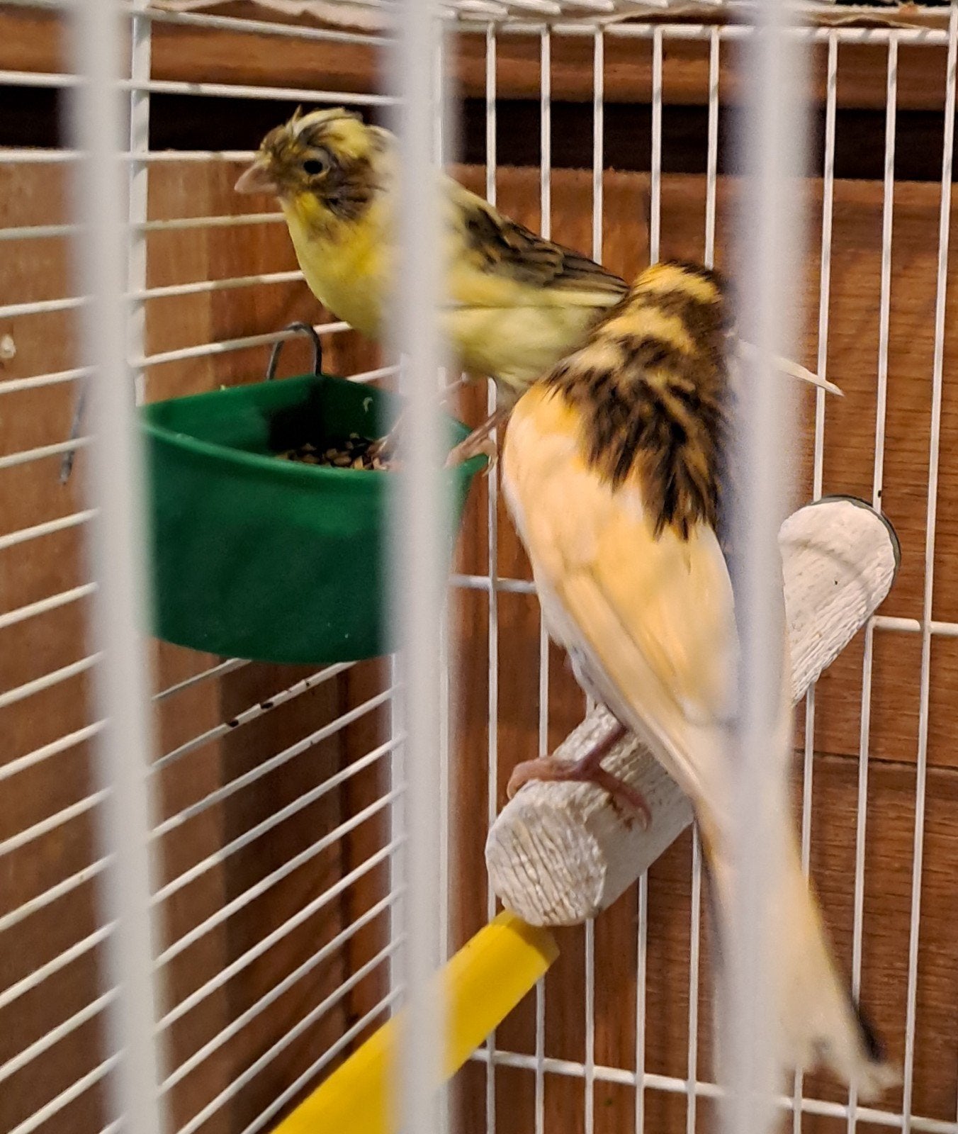 2 zeer mooie jonge  kanaries van dit voorjaar., Dieren en Toebehoren