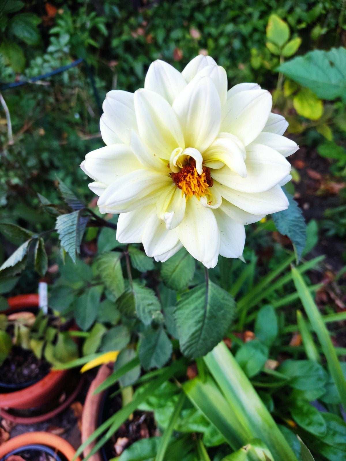 Dahlia white  Swan,, Tuin en Terras, Ophalen, Herfst, Volle zon