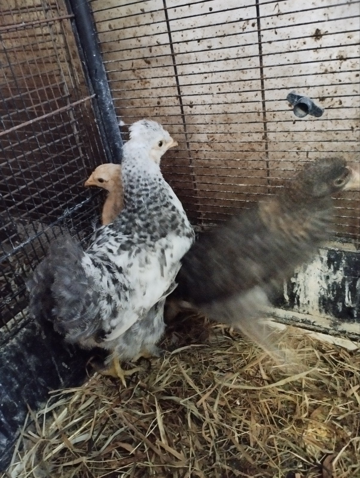 kippen, Dieren en Toebehoren