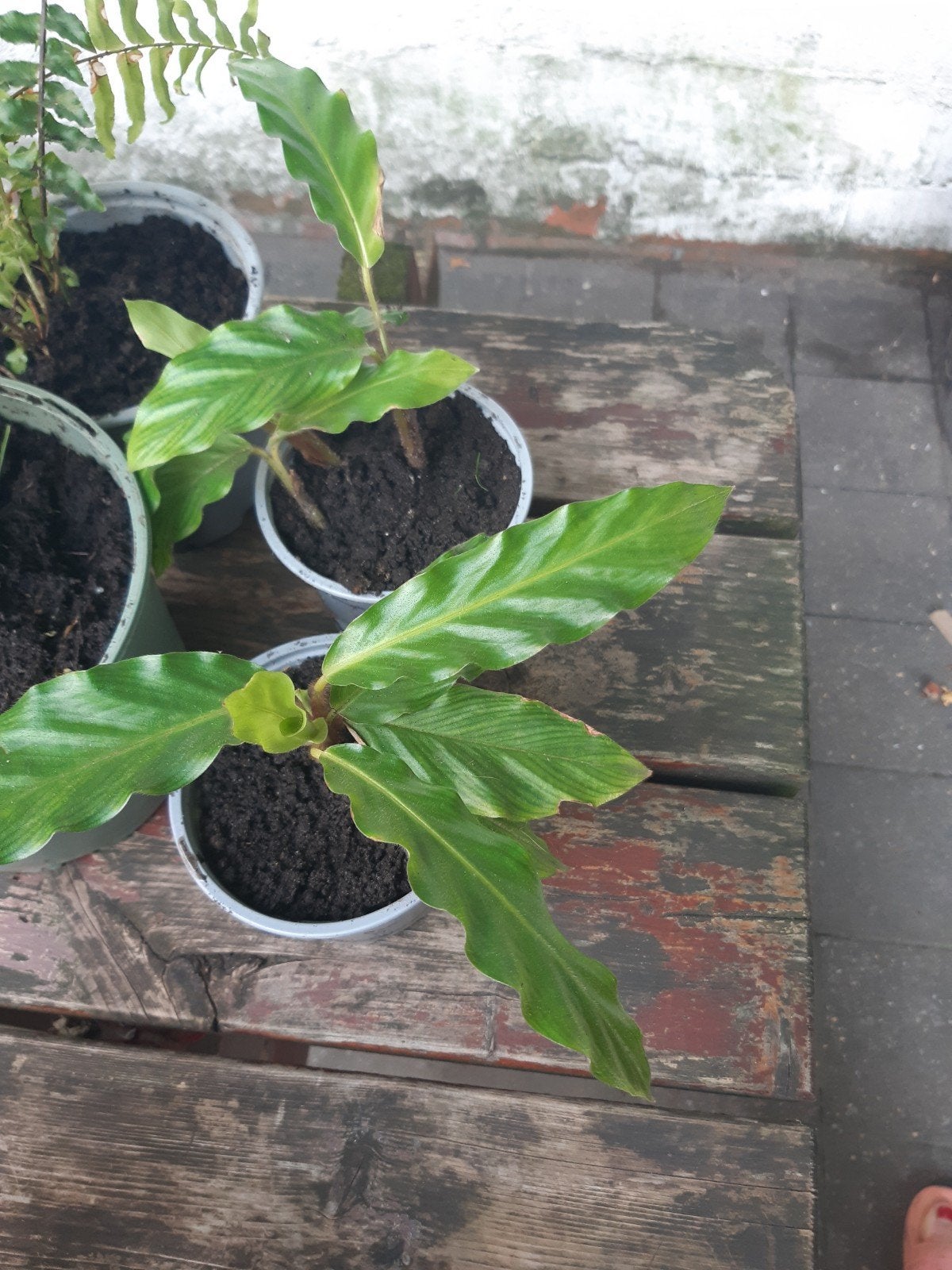 jong plantje calathea, Ophalen