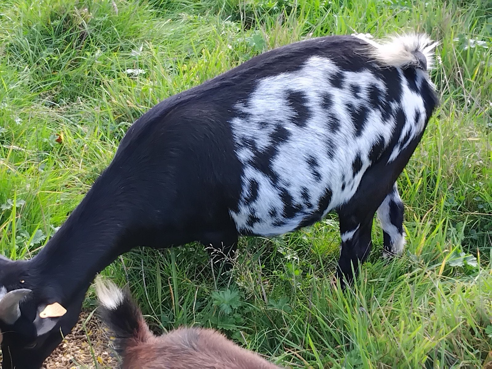 geitje, Dieren en Toebehoren, Vrouwelijk, Geit, 3 tot 5 jaar