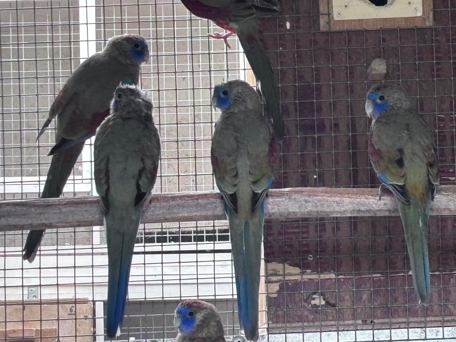 Bleu-bonnets, eleganten, splendids en roze bourkes., Dieren en Toebehoren, Vogels | Parkieten en Papegaaien