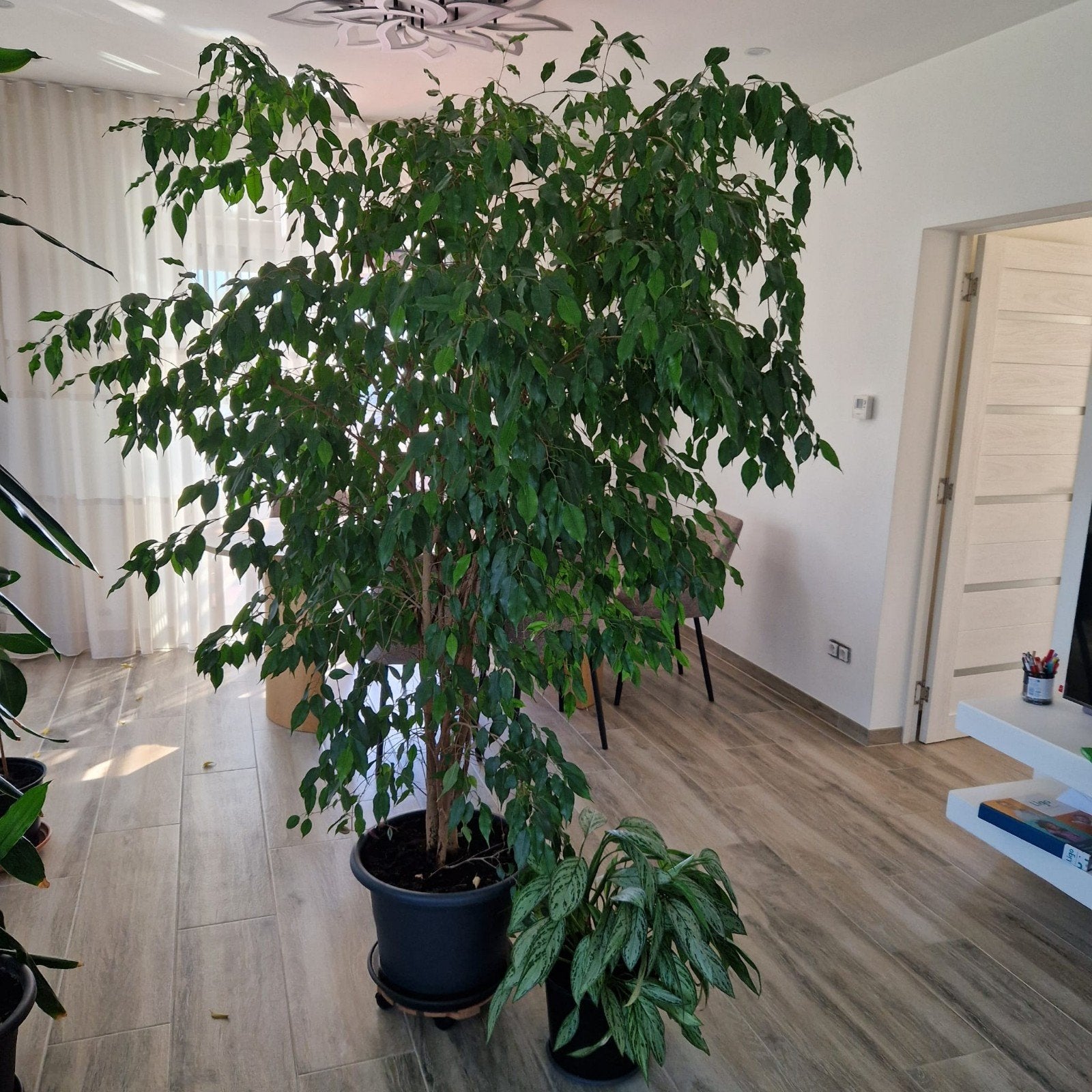 Kamerplanten, Tuin en Terras, Ophalen, 100 tot 250 cm