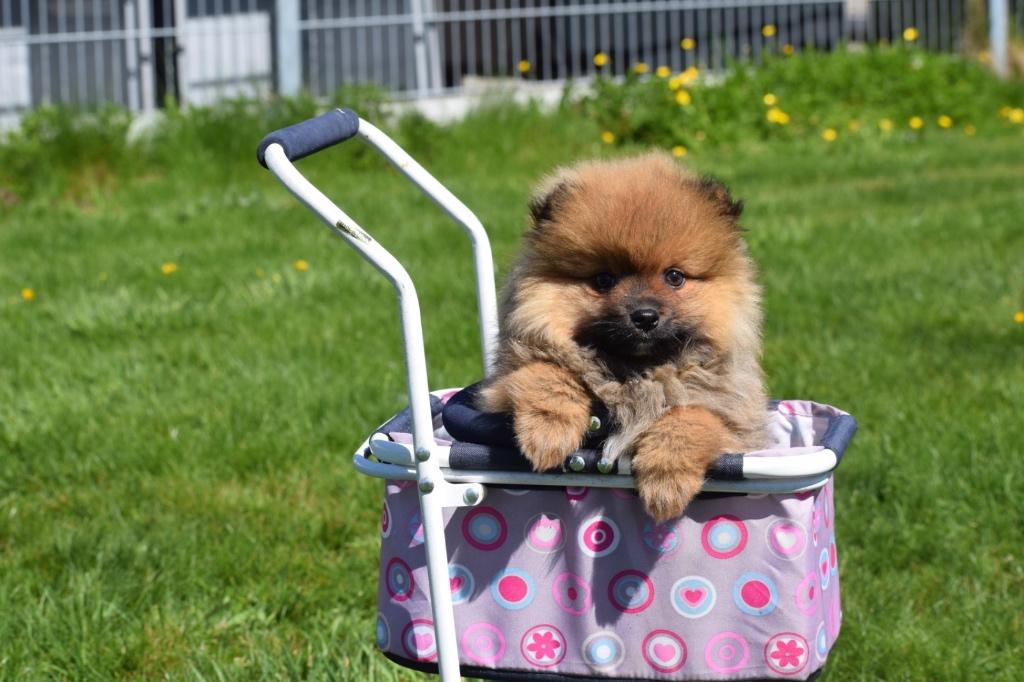 Chiot poméranien, mini-pygmée, spitz, keeshond, Animaux & Accessoires, Chiens | Huskys, Loulous & Types primitifs, 15 semaines à 1 an