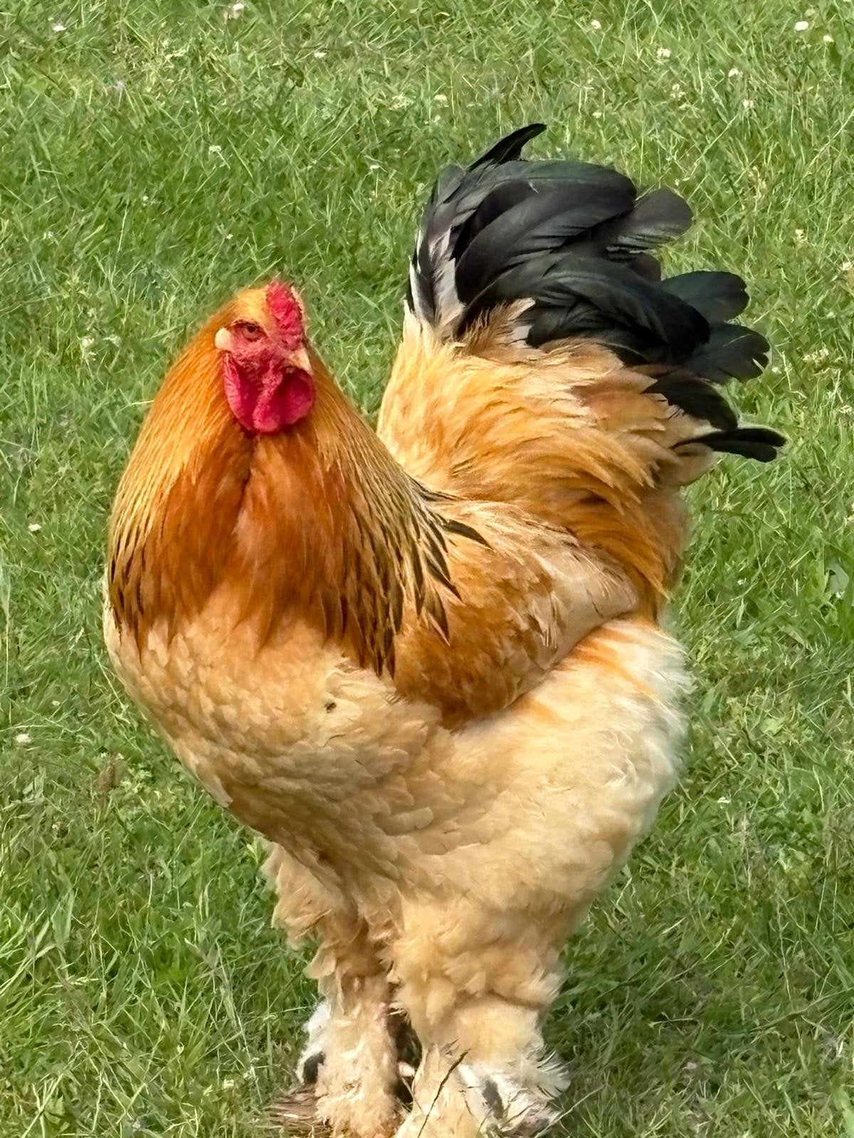 Mooie Brahma haan, Dieren en Toebehoren, Pluimvee