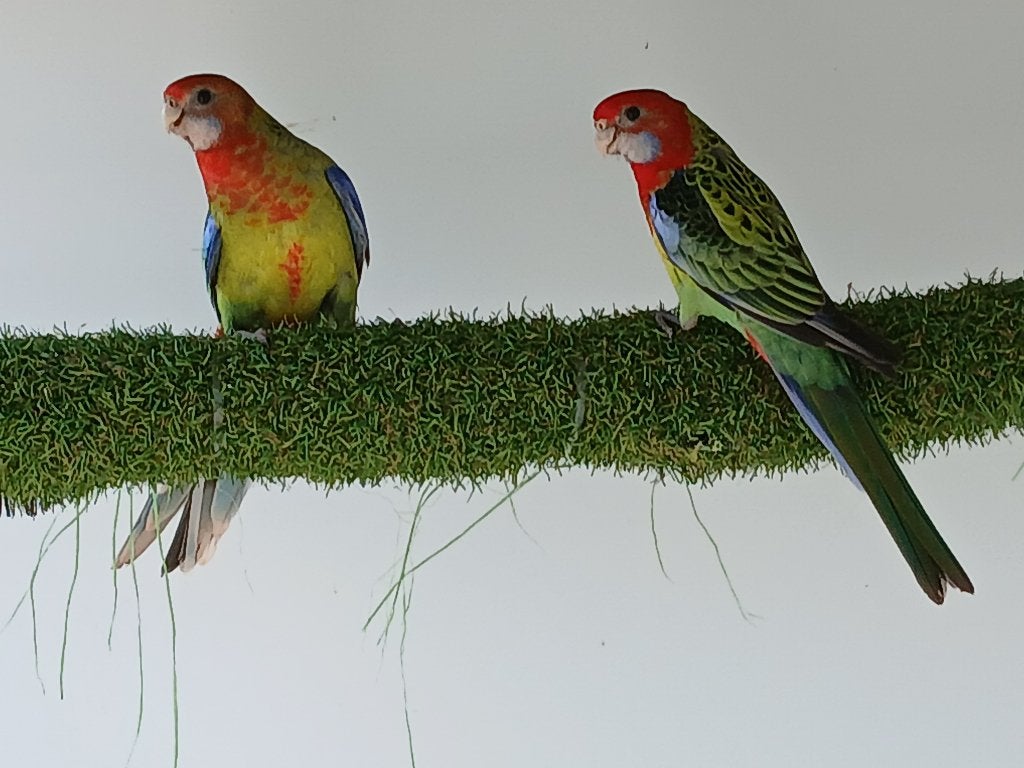 parkieten, prachtrosella,rosella parkieten,rosella, 2026, Plusieurs animaux, Perruche, Bagué