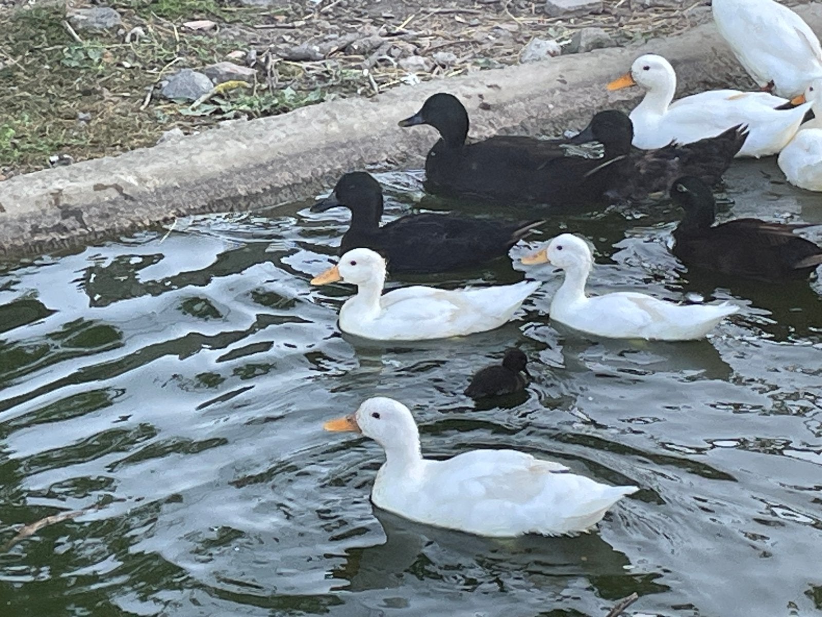 Witte kwakers, Animaux & Accessoires, Volatiles, Plusieurs animaux, Canard