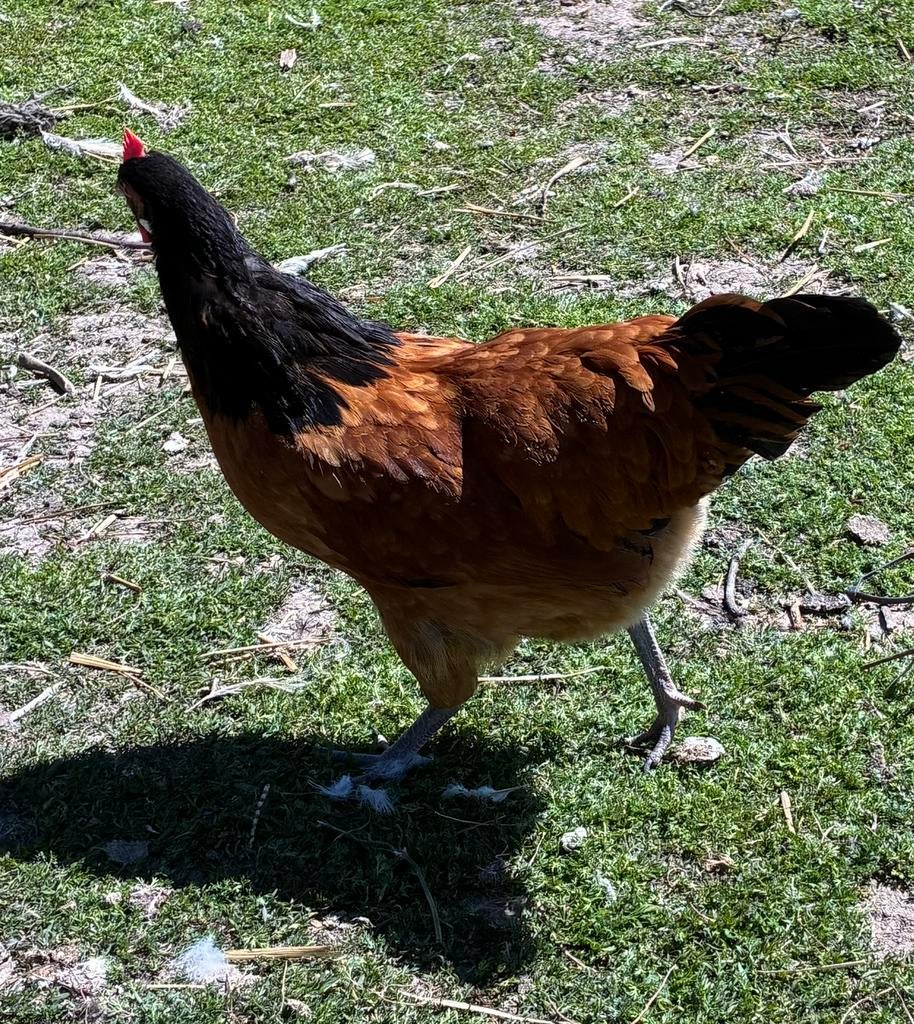 Vorwerk hen, Dieren en Toebehoren, Pluimvee, Vrouwelijk, Kip