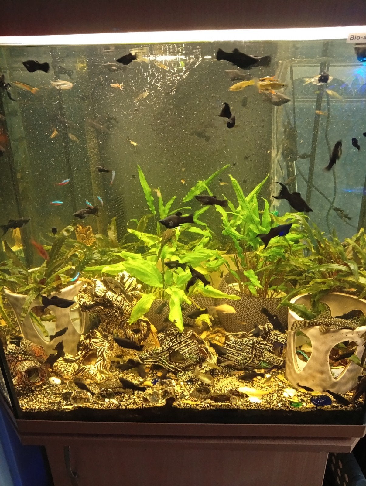 teveel black molly's 7voor 10€, Dieren en Toebehoren, Ophalen of Verzenden
