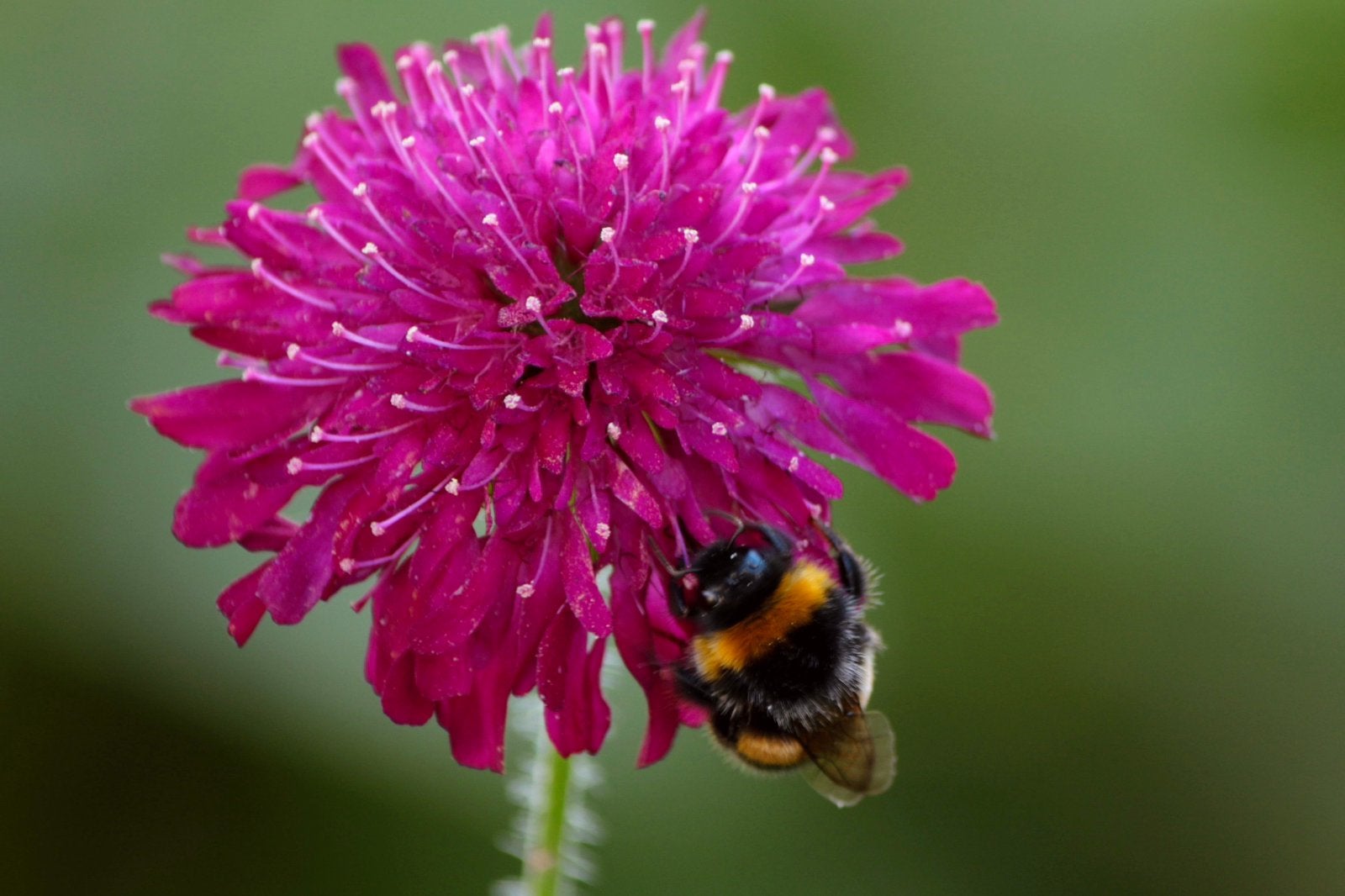 Beemdkroon ‘Mars Midget’ | Zaden uit eigen gifvrije tuin, Tuin en Terras, Bloembollen en Zaden, Zaad, Najaar, Volle zon, Ophalen of Verzenden