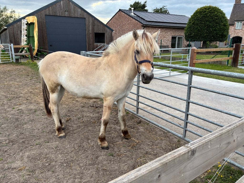 Fjord jaarling merrie, Dieren en Toebehoren, Merrie, D pony (1.37m tot 1.48m), Met stamboom, 0 tot 2 jaar