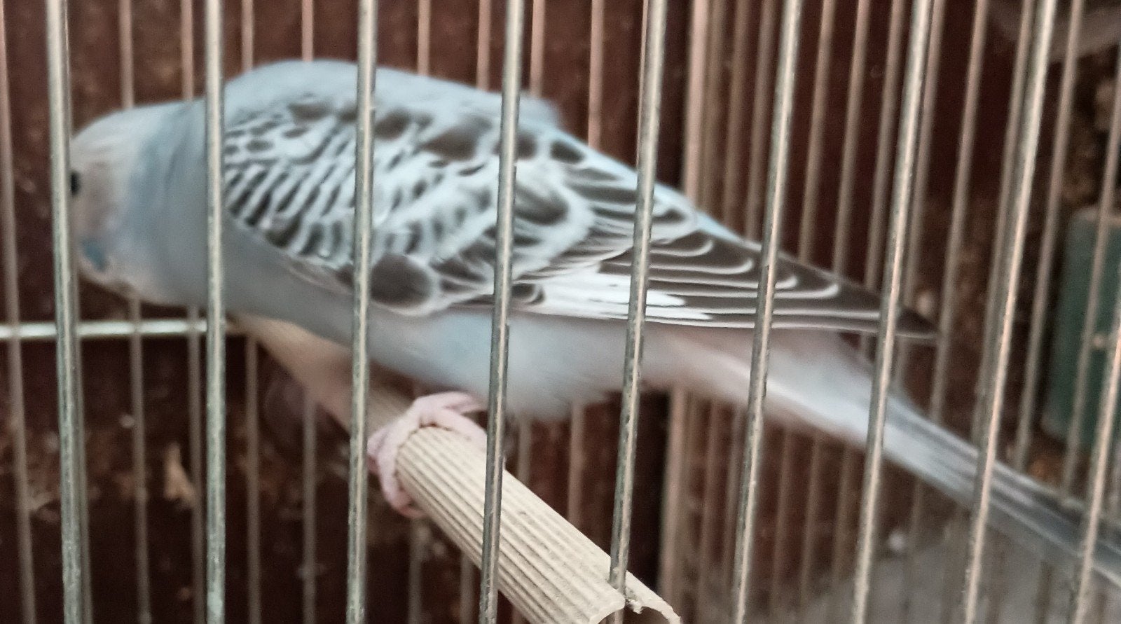 Grijze grasparkiet pop 2026, Dieren en Toebehoren, Vogels | Parkieten en Papegaaien