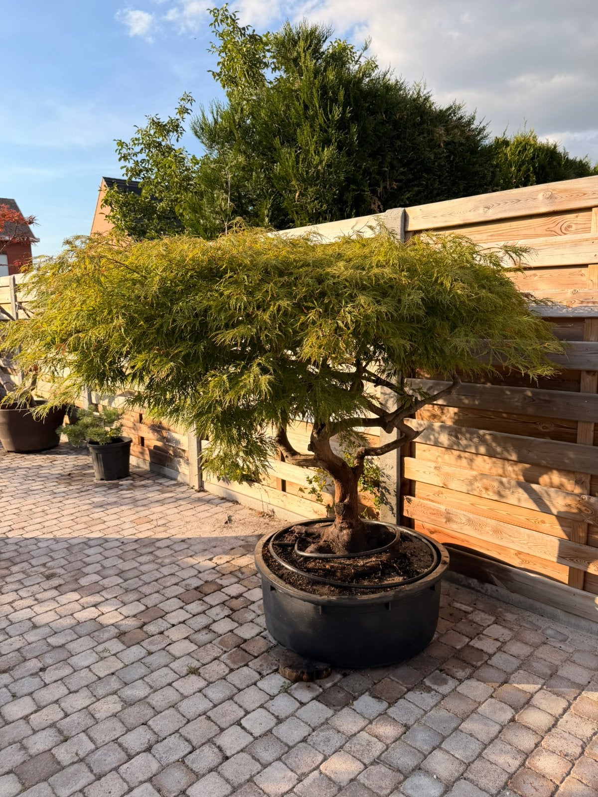 Oude japanse esdoorn, Tuin en Terras, Planten | Bomen, Ophalen