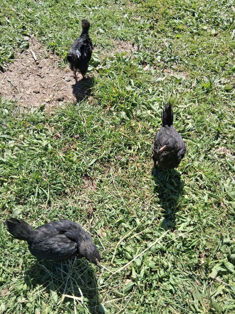 Australop actie!!, Sexe inconnu, Poule ou poulet