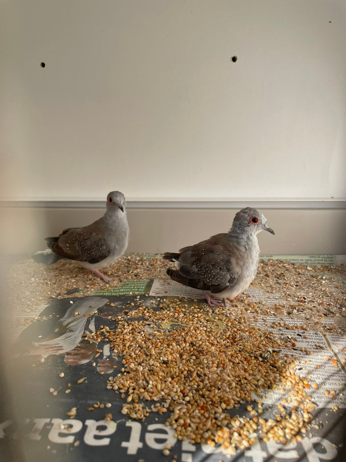 Diamant duifjes, Dieren en Toebehoren, Geslacht onbekend