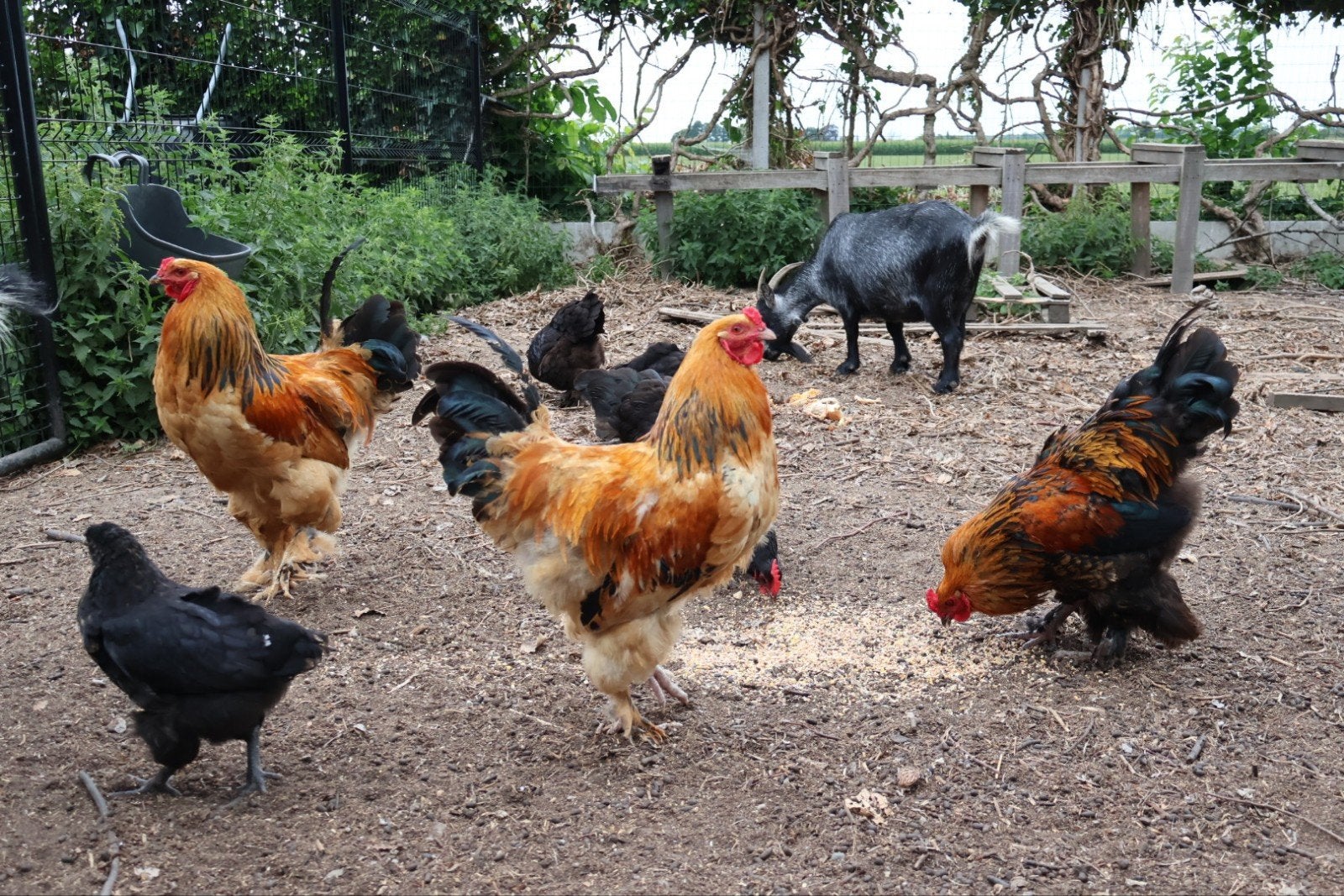 Brahma-kriel hanen (09/2025), Dieren en Toebehoren, Pluimvee, Kip, Mannelijk