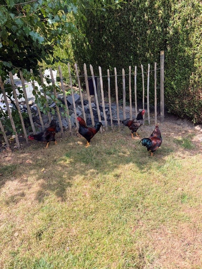 5 hanen te koop kruising van indische vechtkriel haan, Dieren en Toebehoren, Mannelijk, Kip