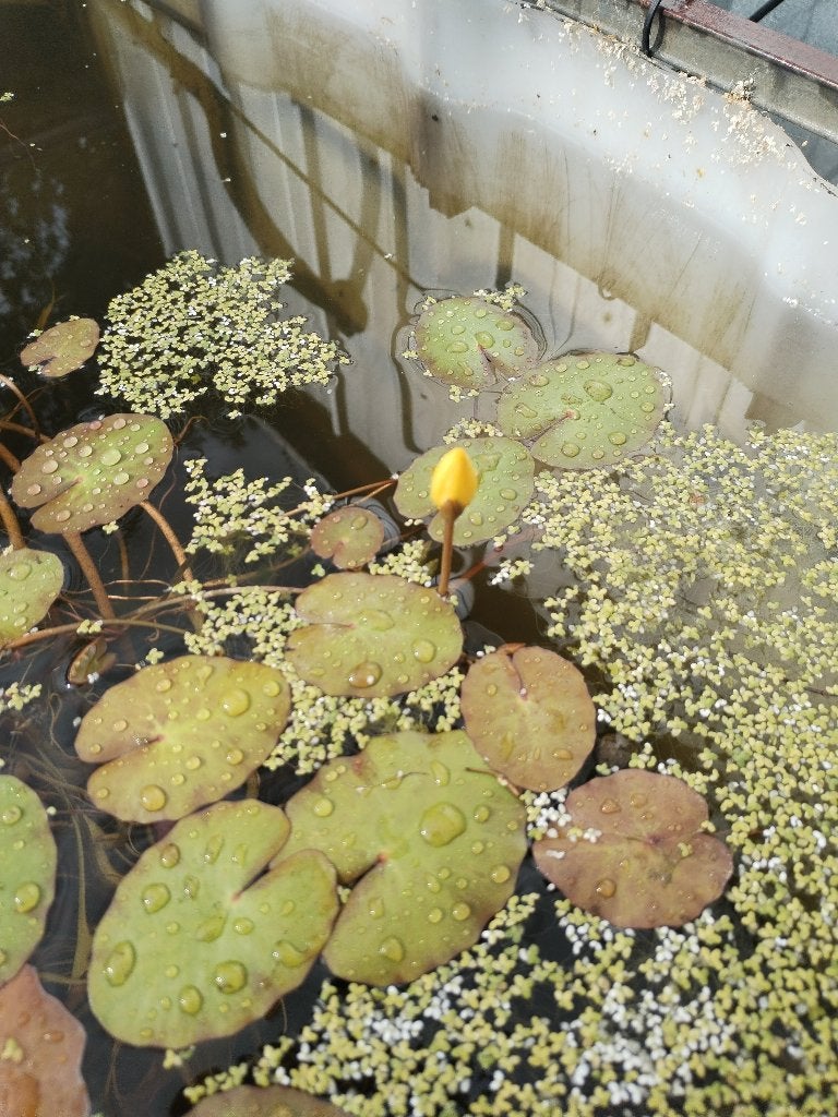 plante de bassin, Jardin & Terrasse, Enlèvement