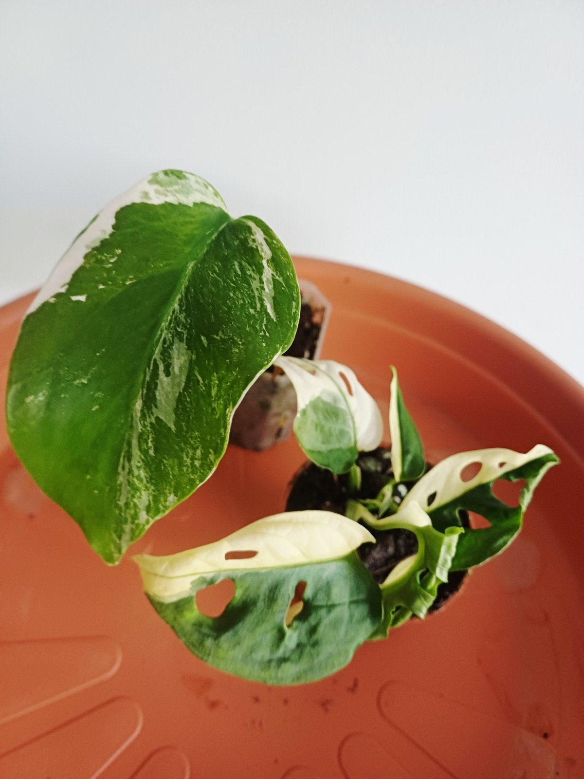 Lot de 2 Monstera Albo variegata, Maison & Meubles, Plantes d'intérieur, Autres espèces, En pot, Enlèvement ou Envoi, Moins de 100 cm