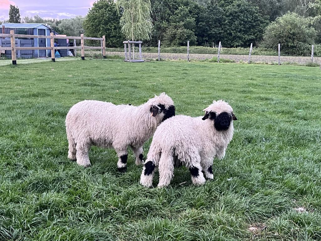 walliser schwarznase Ram lam, Dieren en Toebehoren, Schapen, Geiten en Varkens, Schaap, Mannelijk, 0 tot 2 jaar