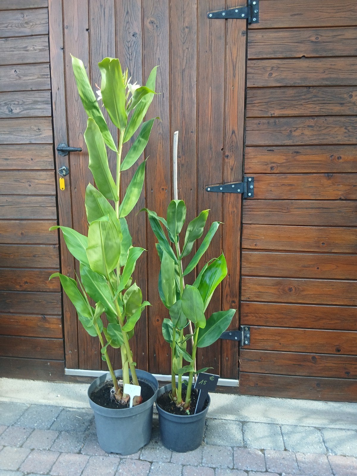 1 gember plant, Enlèvement, En pot