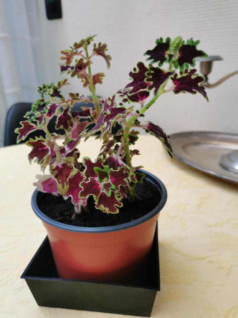 Coleus inky fingers. Gezonde plant., Huis en Inrichting, Kamerplanten, Ophalen, Overige soorten, Volle zon, Minder dan 100 cm