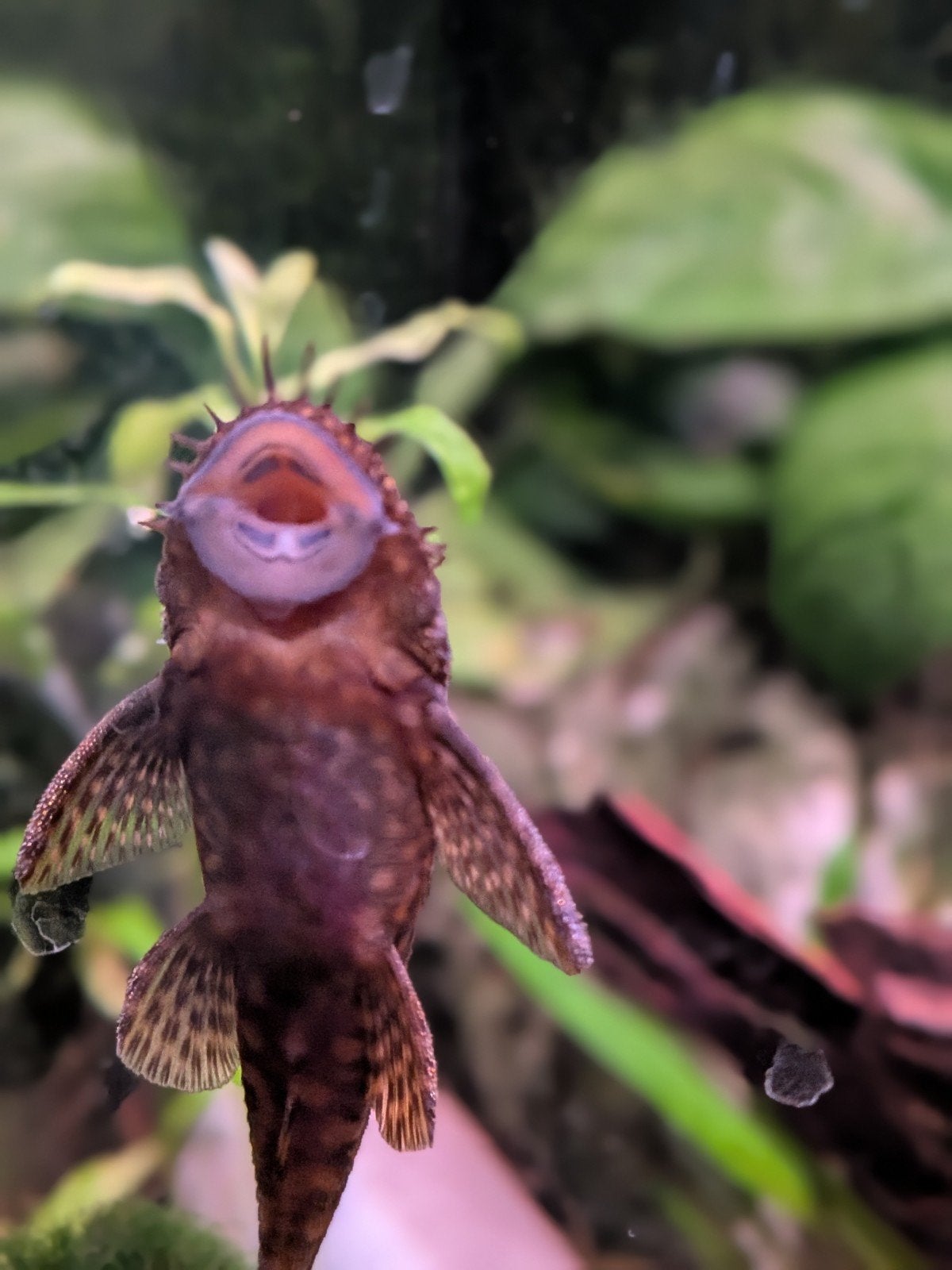 Ancistrus pleco 2-3de generatie, Enlèvement, Neuf