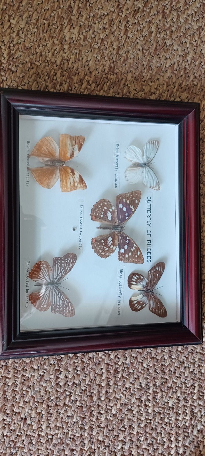 vlinders, Huis en Inrichting, Woonaccessoires | Lijsten, Ophalen