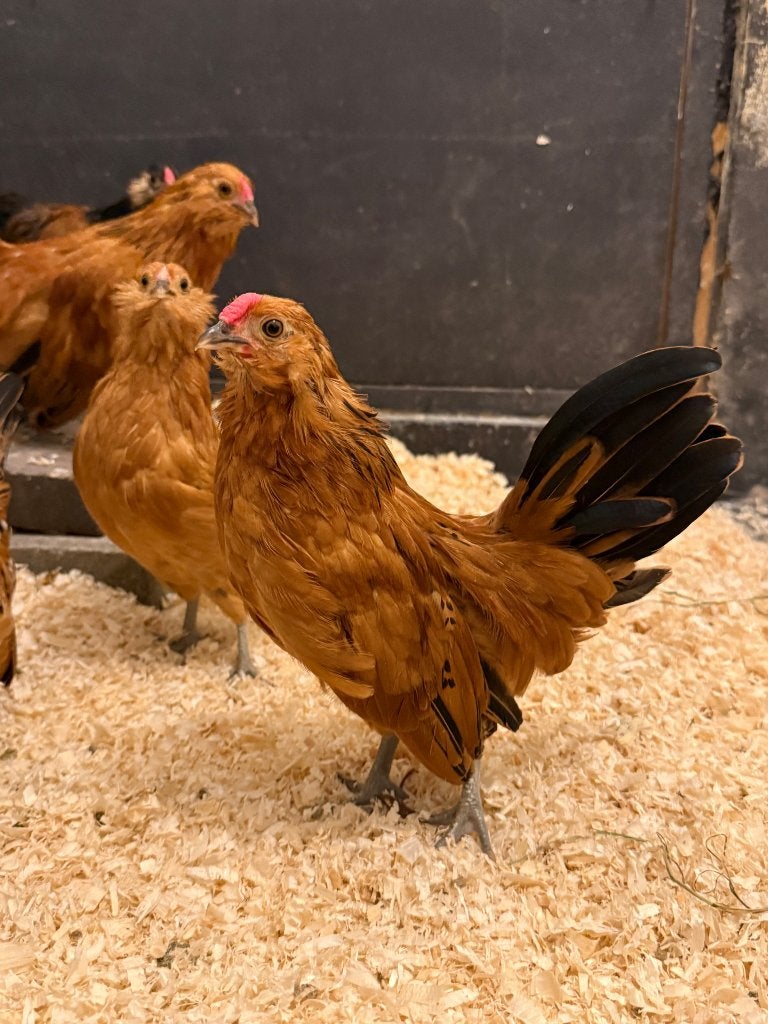 Antwerpse Baardkrielen - buff-zwartcolumbia, Mâle, Poule ou poulet