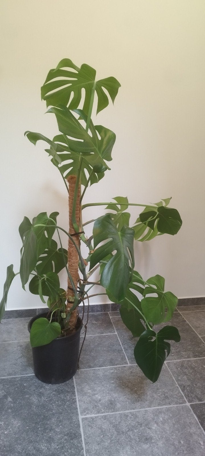 Grote volwassen Monstera deliciosa 145 cm – gezonde plant, Plante verte, Enlèvement, En pot, 100 à 150 cm