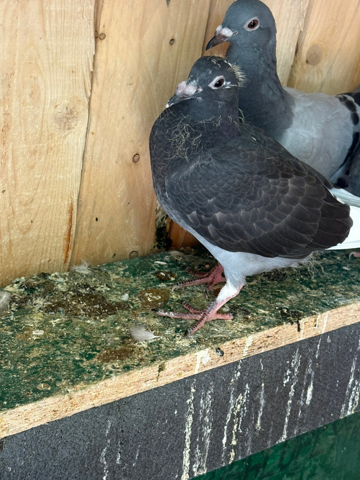 postduif per stuk  5€, Pigeon voyageur