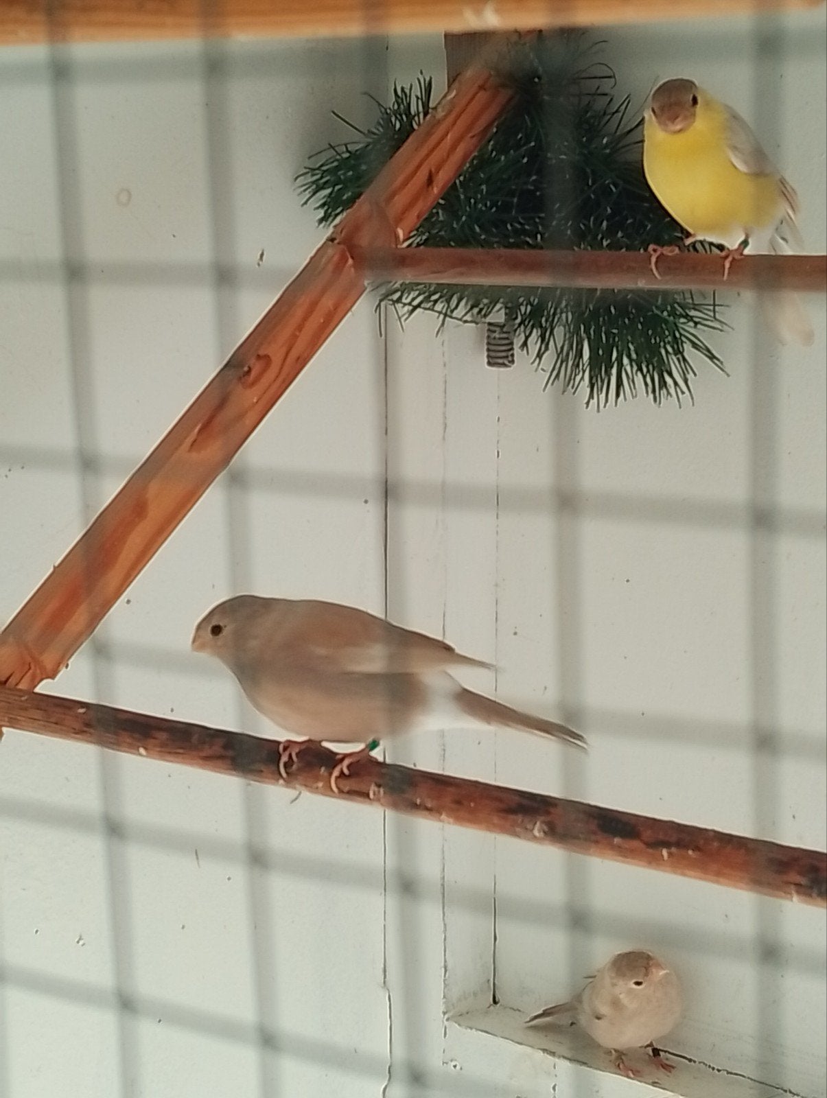 Koppel Noordse Goudvinken, Meerdere dieren, Wildzangvogel, Geringd