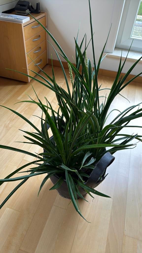Kamerplant in mand, Huis en Inrichting, Kamerplanten, Ophalen, In pot, Minder dan 100 cm, Yucca