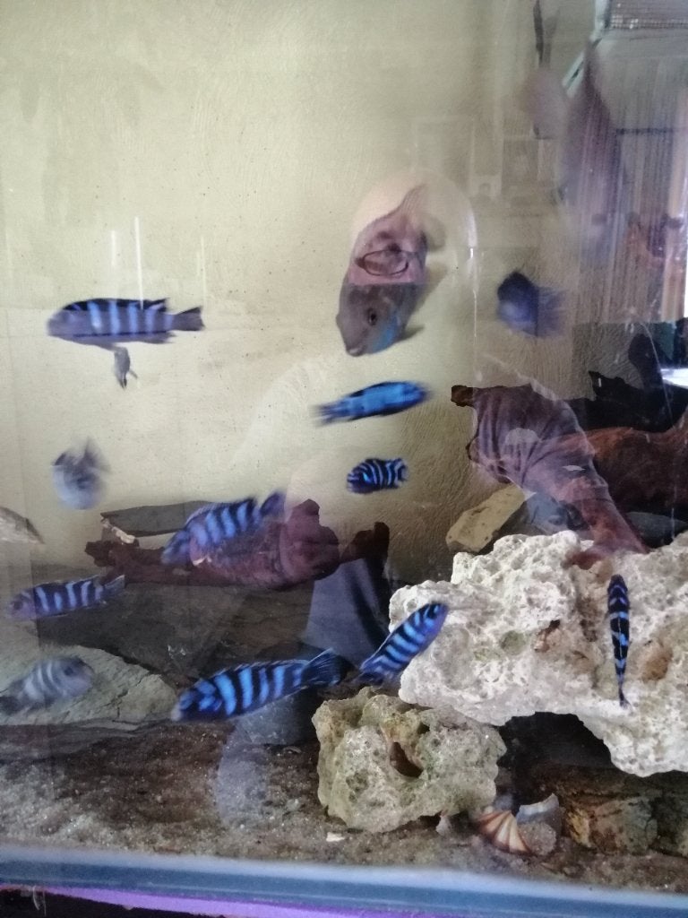 Malawi ciclide, Dieren en Toebehoren, Vis, Zoetwatervis